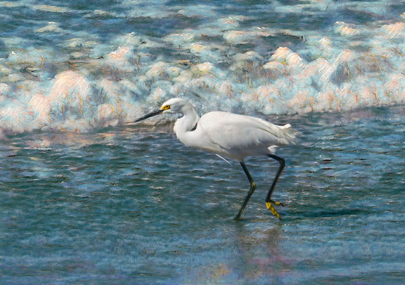 Egret on Mazatlan Beach by Darlene Perkin
